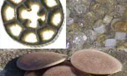 rellenos-para-reactor